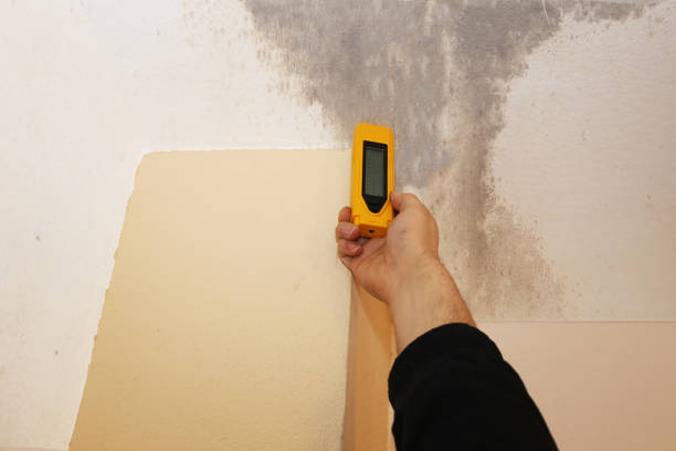 Best Mold Documentation for Insurance Claims  in Morn, GA