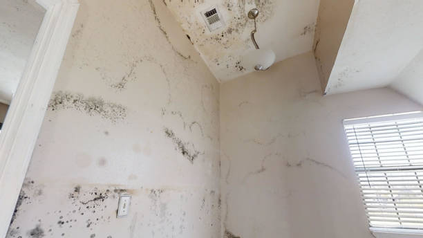 Best Asbestos and Lead Testing During Mold Inspection  in Morn, GA