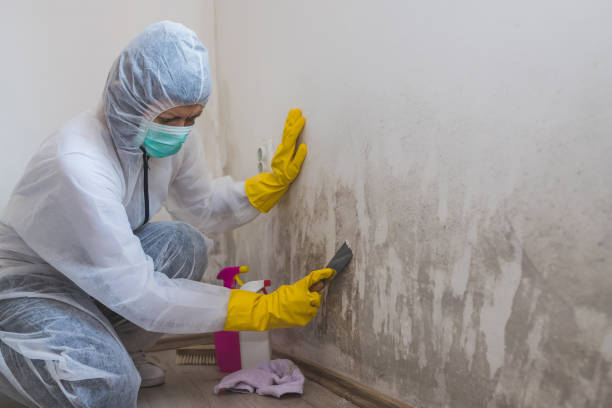 Best Attic Mold Removal  in Morn, GA