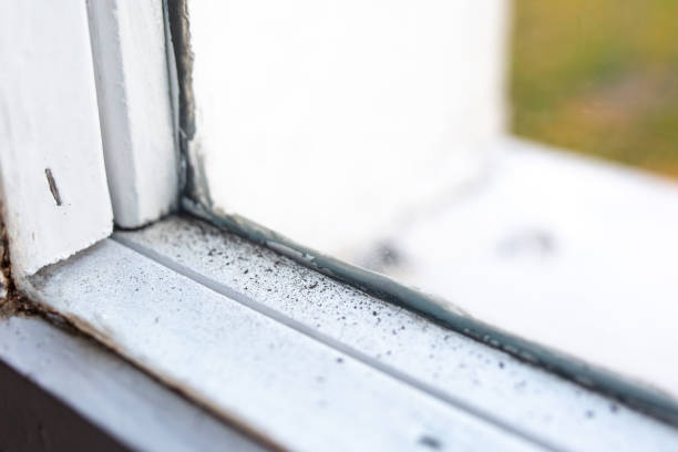 Best Mold Damage Restoration  in Morn, GA