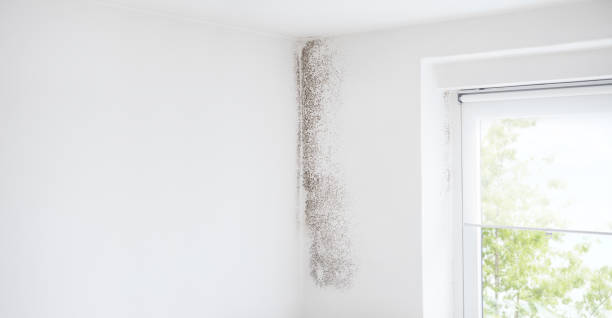Best Mold Removal for HVAC Installations  in Morn, GA