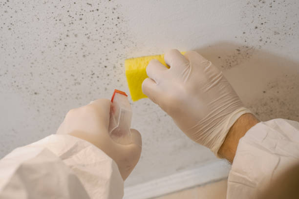Best Emergency Mold Remediation  in Morn, GA