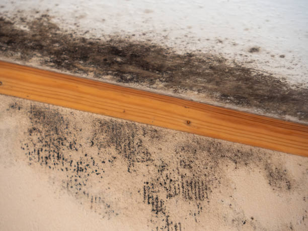 Best Forensic Mold Investigation  in Morn, GA