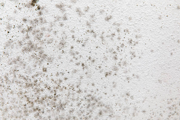 Professional Mold Removal in Morgan, GA